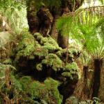 Malt Rest (Otway Park) - Rainforest walk